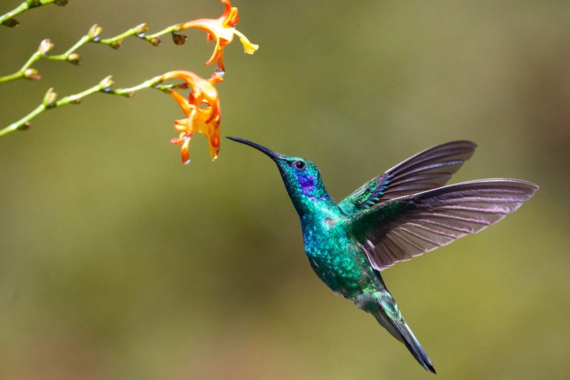 hummingbird near flower