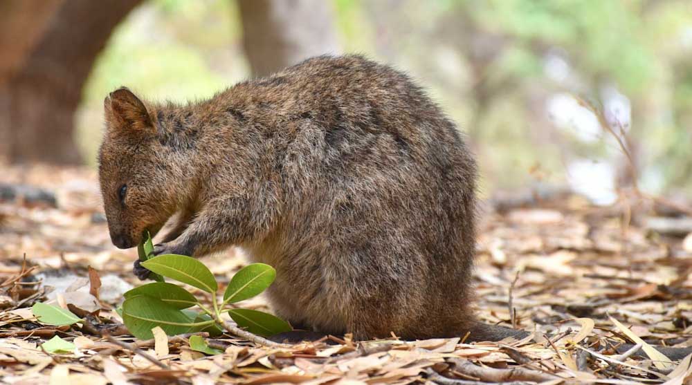 A squirrel