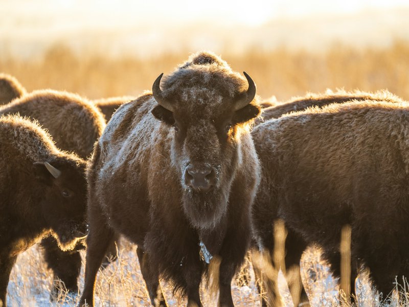 A herd of bison standing on top of a snow covered field