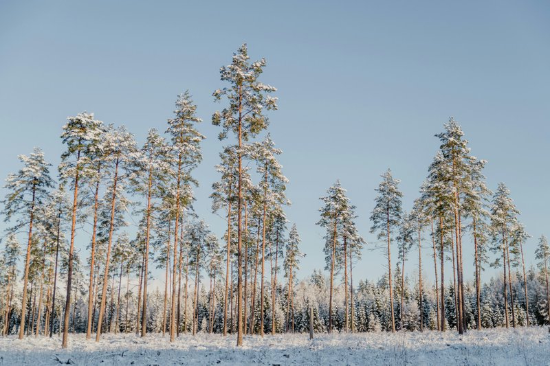 A snow covered field with trees in the background